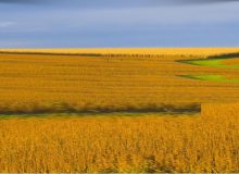 Grain Trading